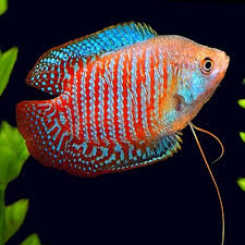 Dwarf Gourami- Assorted (Male) 4.5cm