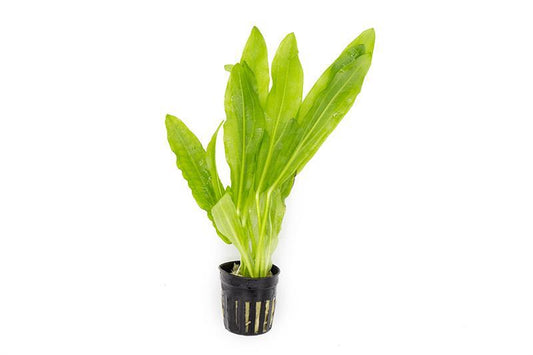 Echinodorus maior martii/ Ruffled Sword