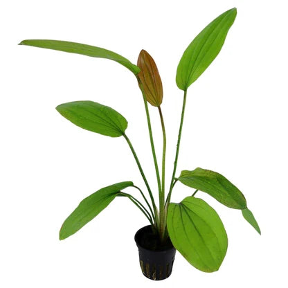 Echinodorus X Rose for Sale South Africa | RSB Aquatics