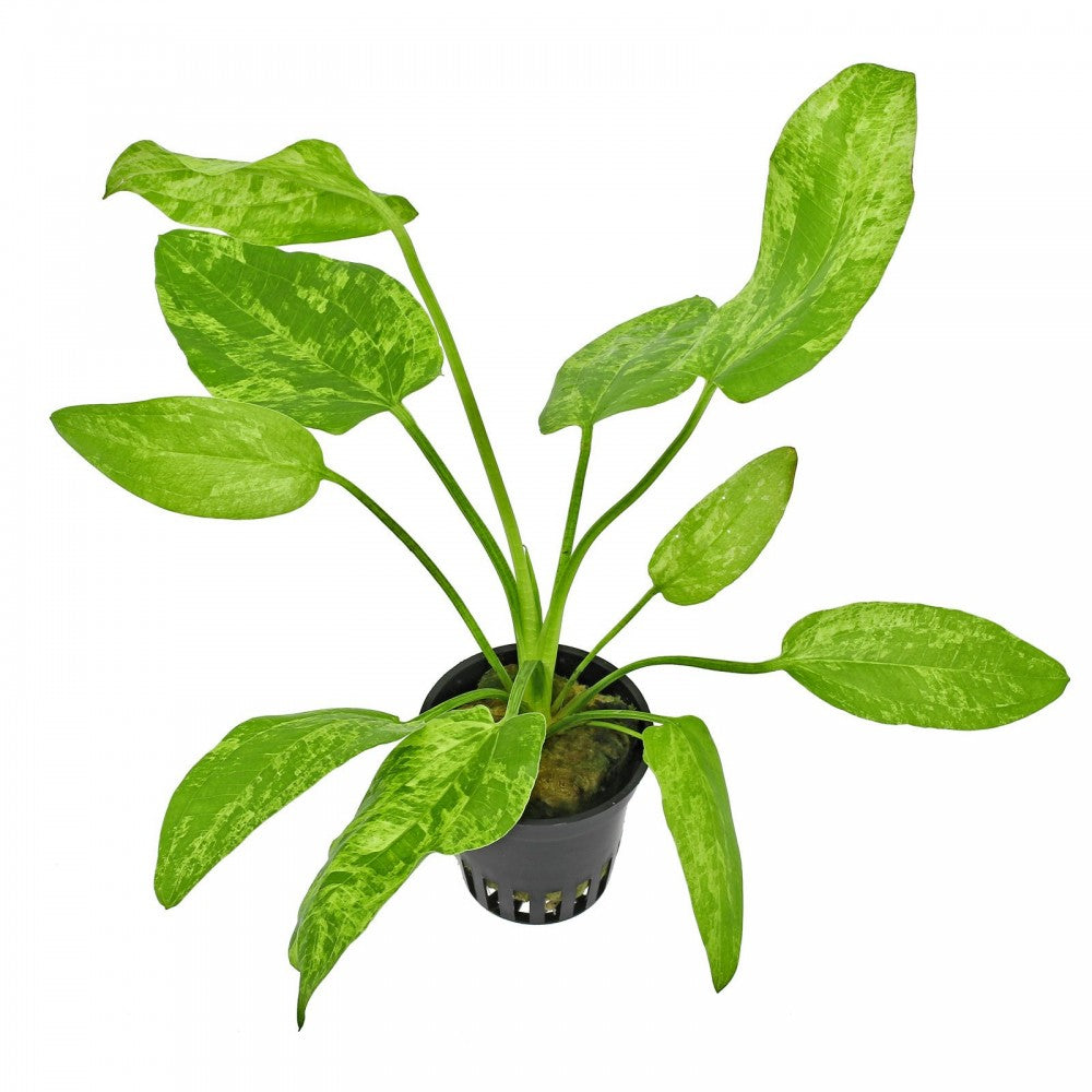 Echinodorus Cordifolius / Marble Queen
