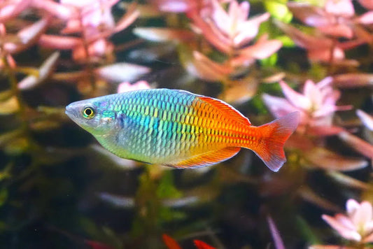 Boesmani rainbow fish