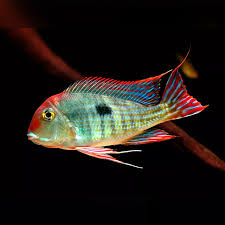 Geophagus Redhead Tapajo for Sale South Africa | RSB Aquatics