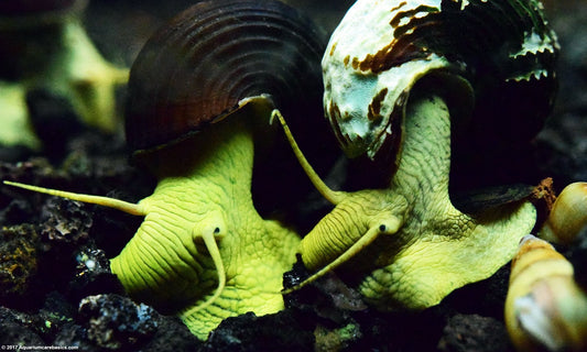 Rabbit Snails