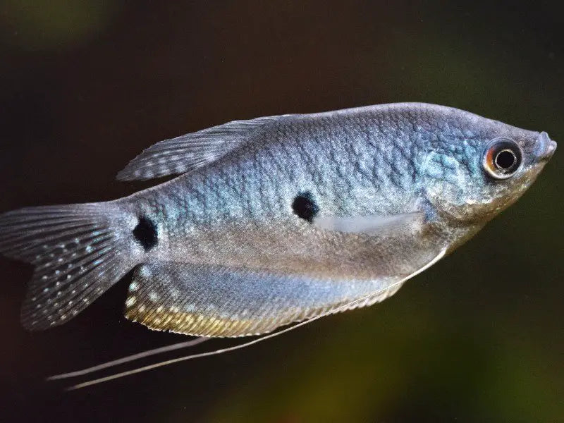 Assorted Gourami Fish for Sale South Africa | RSB Aquatics