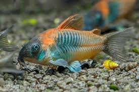 Green Venezuelan Corydoras for Sale South Africa | RSB Aquatics