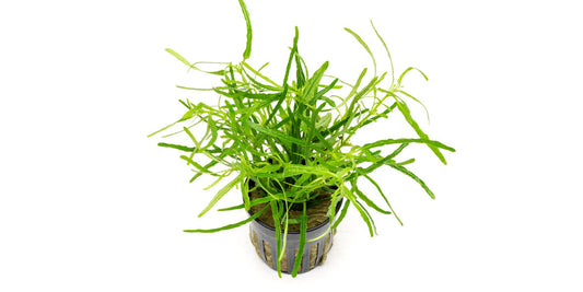 Hemigraphis repanda
