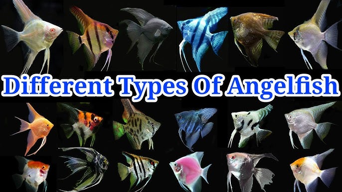 Assorted Danzinger Angels for Sale South Africa | RSB Aquatics