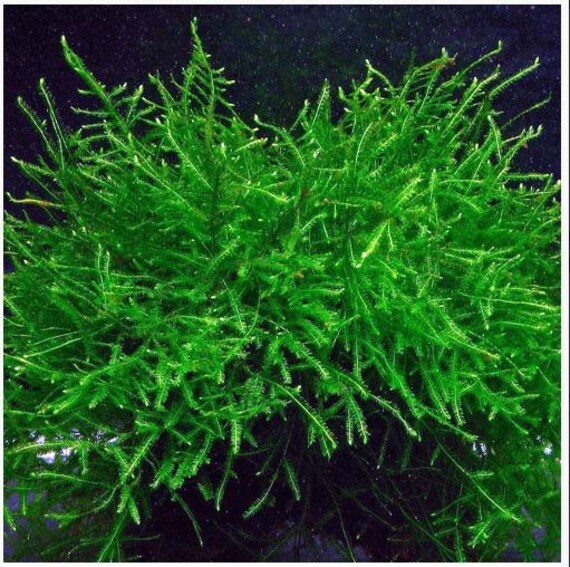 Java Moss An Christmas Moss for Sale South Africa | RSB Aquatics