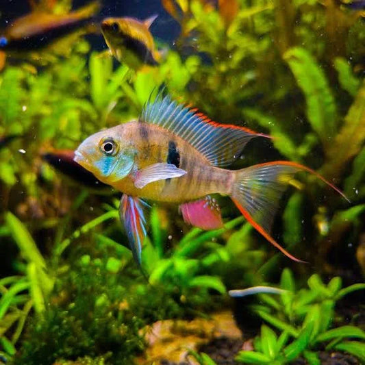 bolivian ram