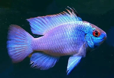 Blue Ramirezi for Sale South Africa | RSB Aquatics
