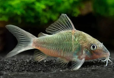 Emerald green Corydoras