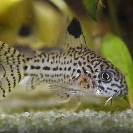 Corydoras julii