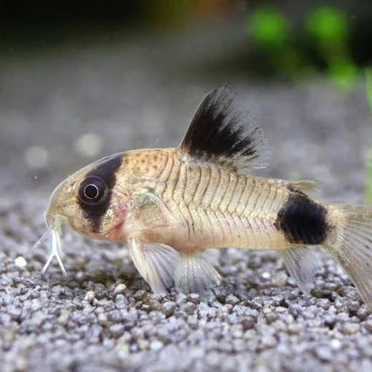Panda Corydoras for Sale South Africa | RSB Aquatics