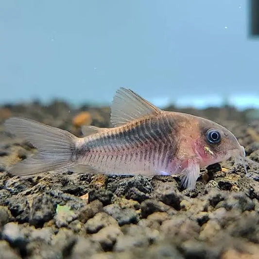 Rabaut's Corydoras for Sale South Africa | RSB Aquatics