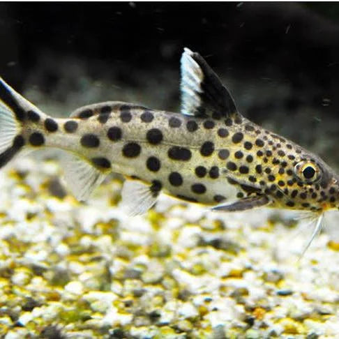 synodontis valentiana