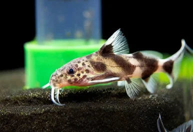 Synodontis Valentiana for Sale South Africa | RSB Aquatics