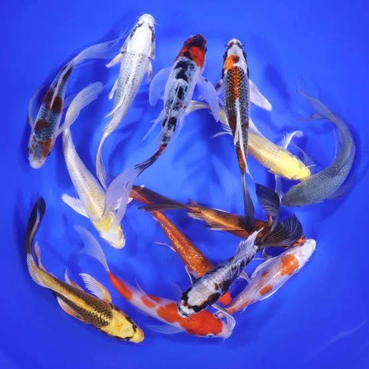 Butterfly longfin koi mix
