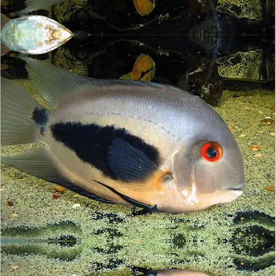 Uaru Cichlid for Sale South Africa | RSB Aquatics