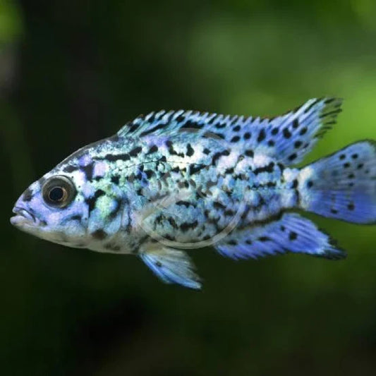 Eletric jack dempsey