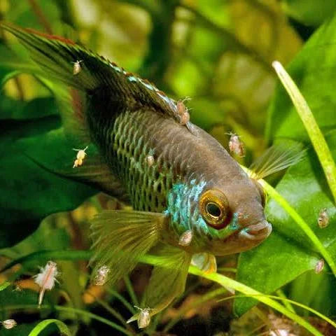 nannacara anomala (Goldeneye cichlid)