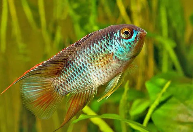 Nannacara Anomala (goldeneye Cichlid) for Sale South Africa | RSB Aquatics