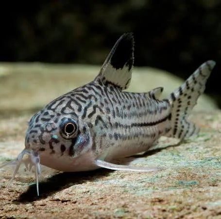 Leopard Catfish (threestripe Corydoras) for Sale South Africa | RSB Aquatics