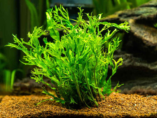 Java Fern Potted for Sale South Africa | RSB Aquatics