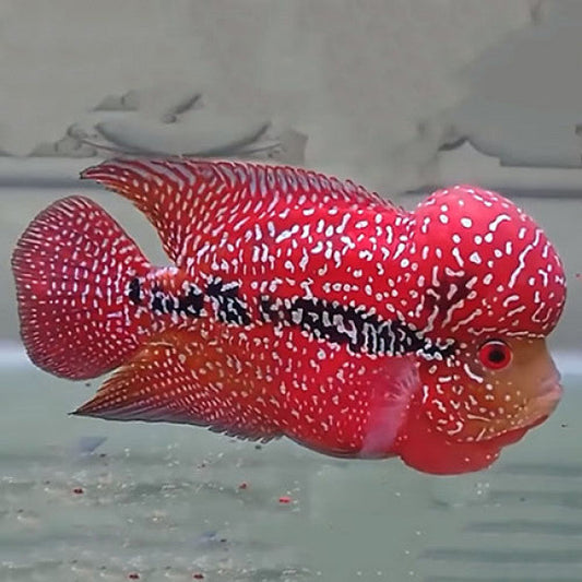 Flowerhorn A Grade Types for Sale South Africa | RSB Aquatics