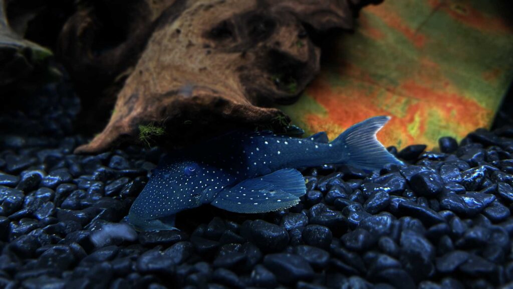 L pleco