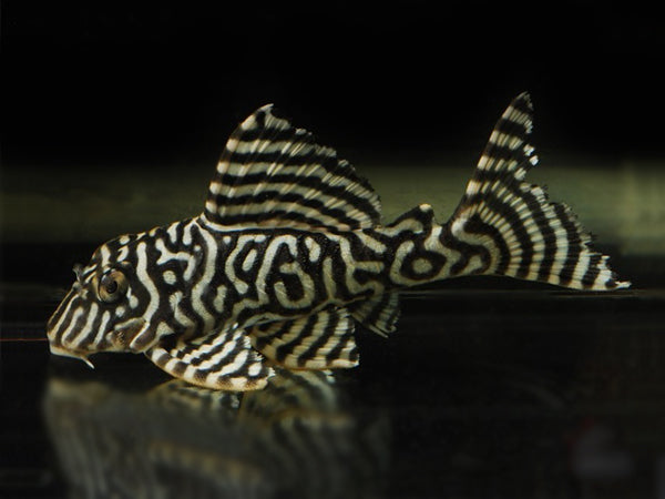 L pleco