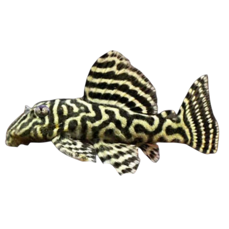 L pleco