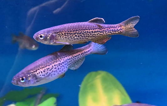 Danios