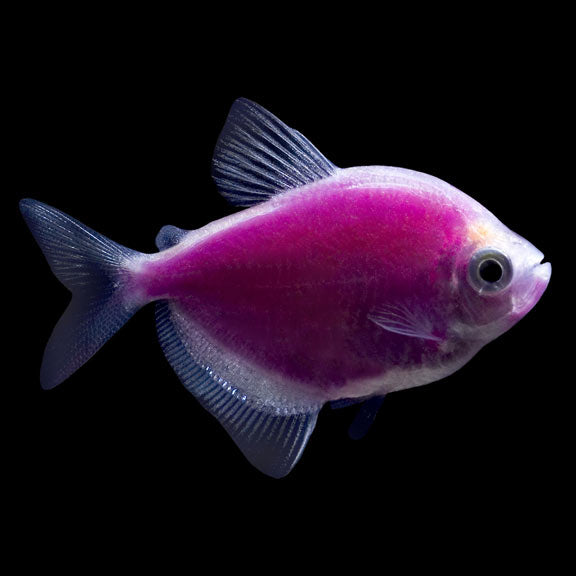 Gmo Widows Assorted for Sale South Africa | RSB Aquatics