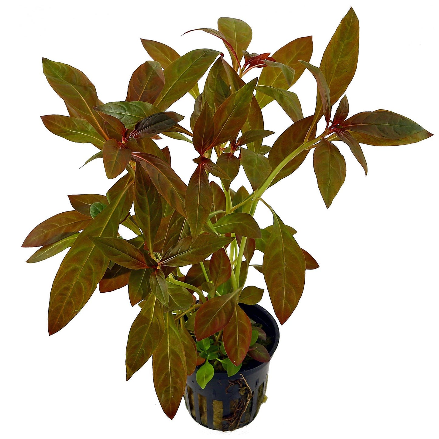 Ludwigia Species Assorted