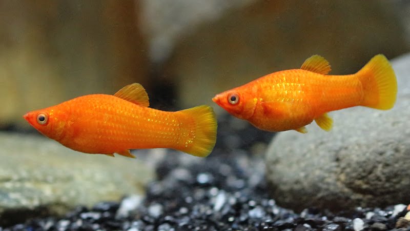 Molly Assorted Fish for Sale South Africa | RSB Aquatics