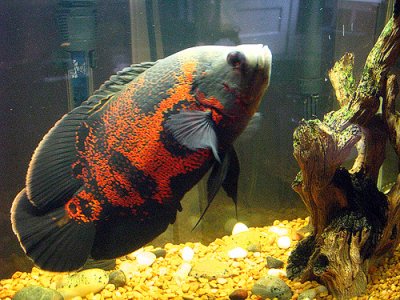 Oscar Fish (large 30 Cm+) for Sale South Africa | RSB Aquatics