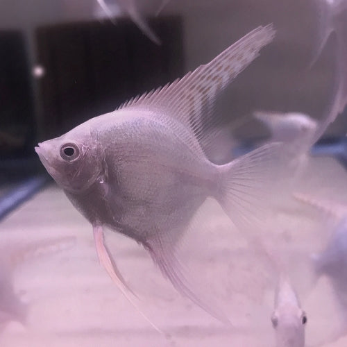 White Crystal Angel for Sale South Africa | RSB Aquatics