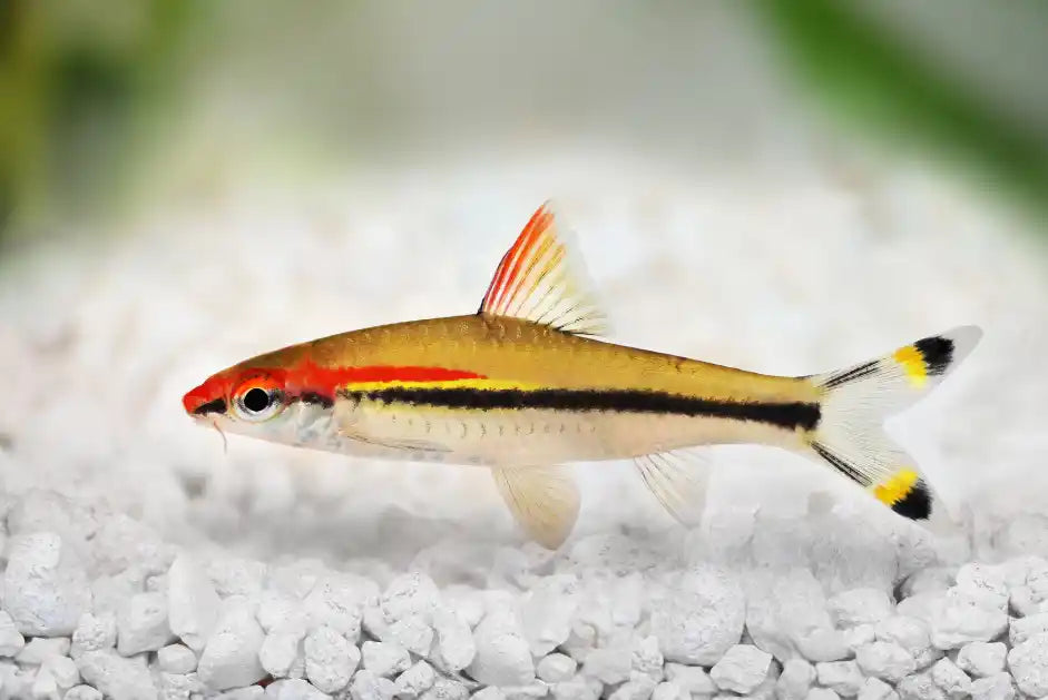 Torpedo Barb for Sale South Africa | RSB Aquatics