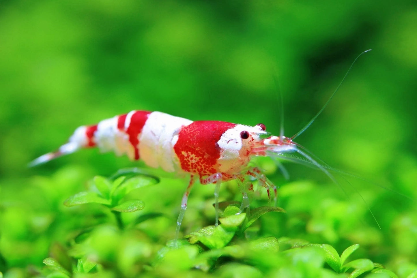 Shrimp exotic types