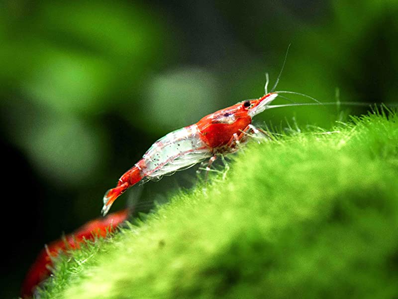 Shrimp exotic types