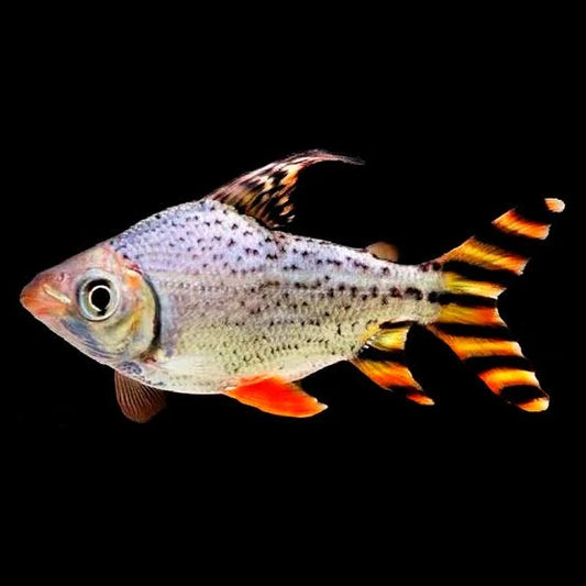 Red Flagtail Fish for Sale South Africa | RSB Aquatics