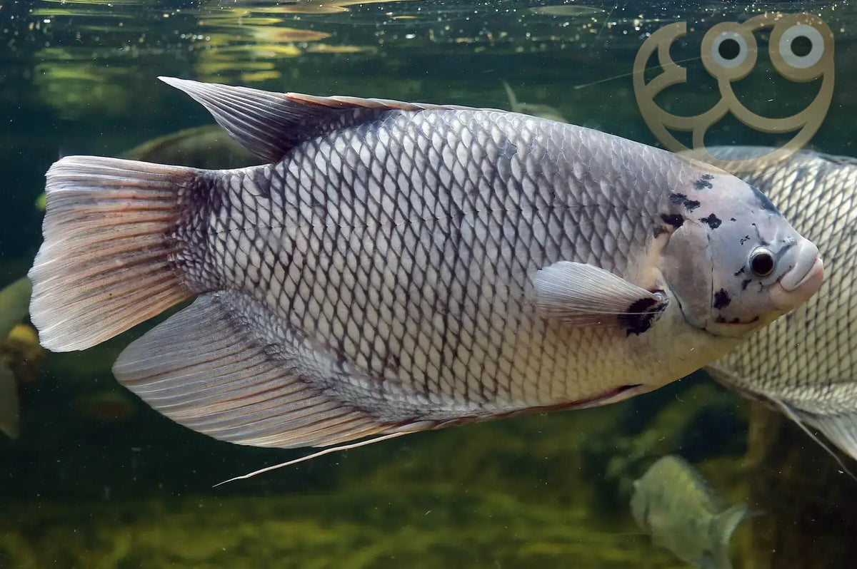Giant Gourami for Sale South Africa | RSB Aquatics