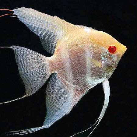 Albino Dantum Angel for Sale South Africa | RSB Aquatics