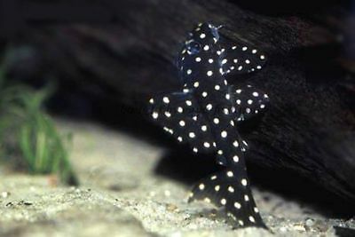 L pleco