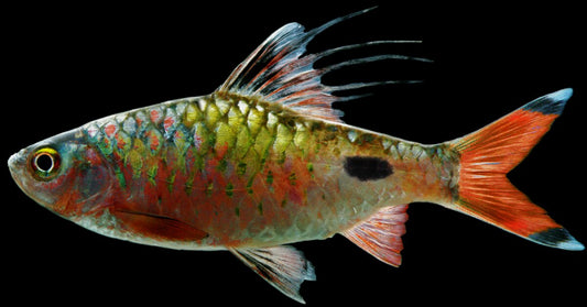 Filament Barb for Sale South Africa | RSB Aquatics