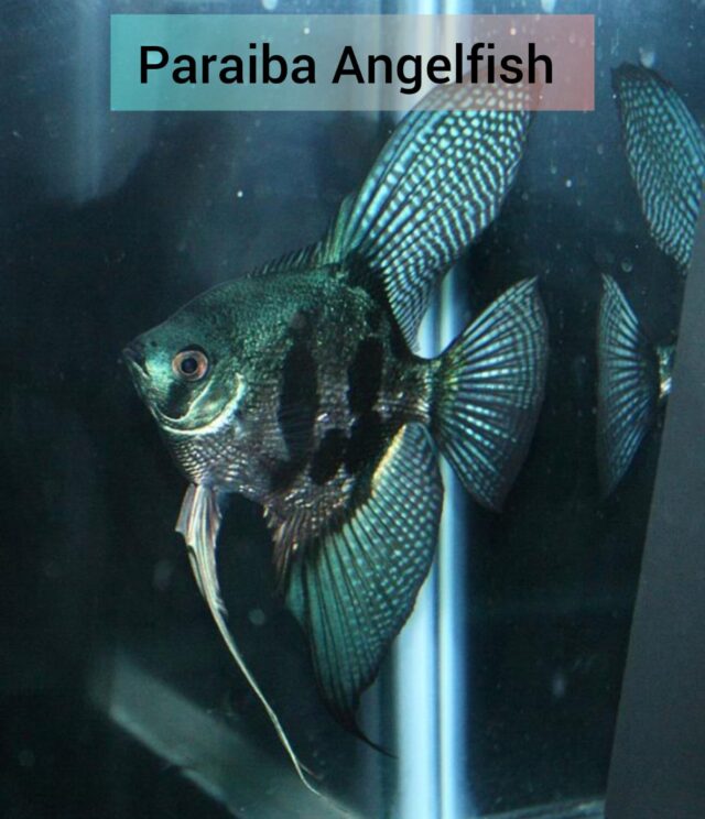 Paraiba Angels