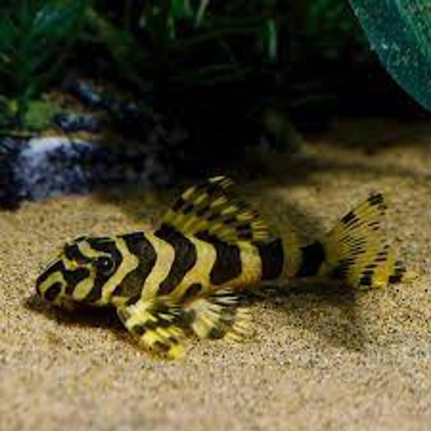 L pleco