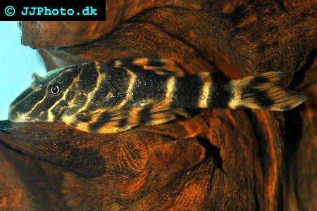 L pleco