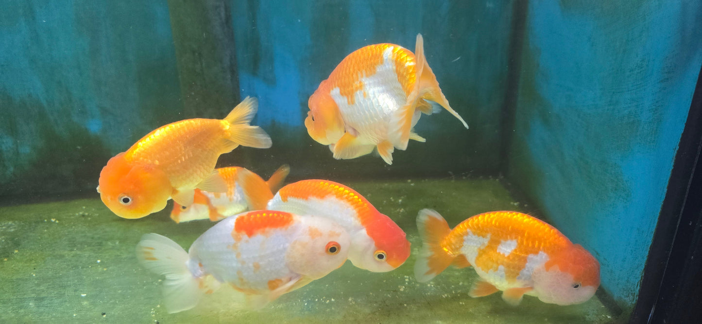 A grade Ranchu goldfish