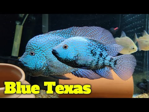 Blue Texan for Sale South Africa | RSB Aquatics